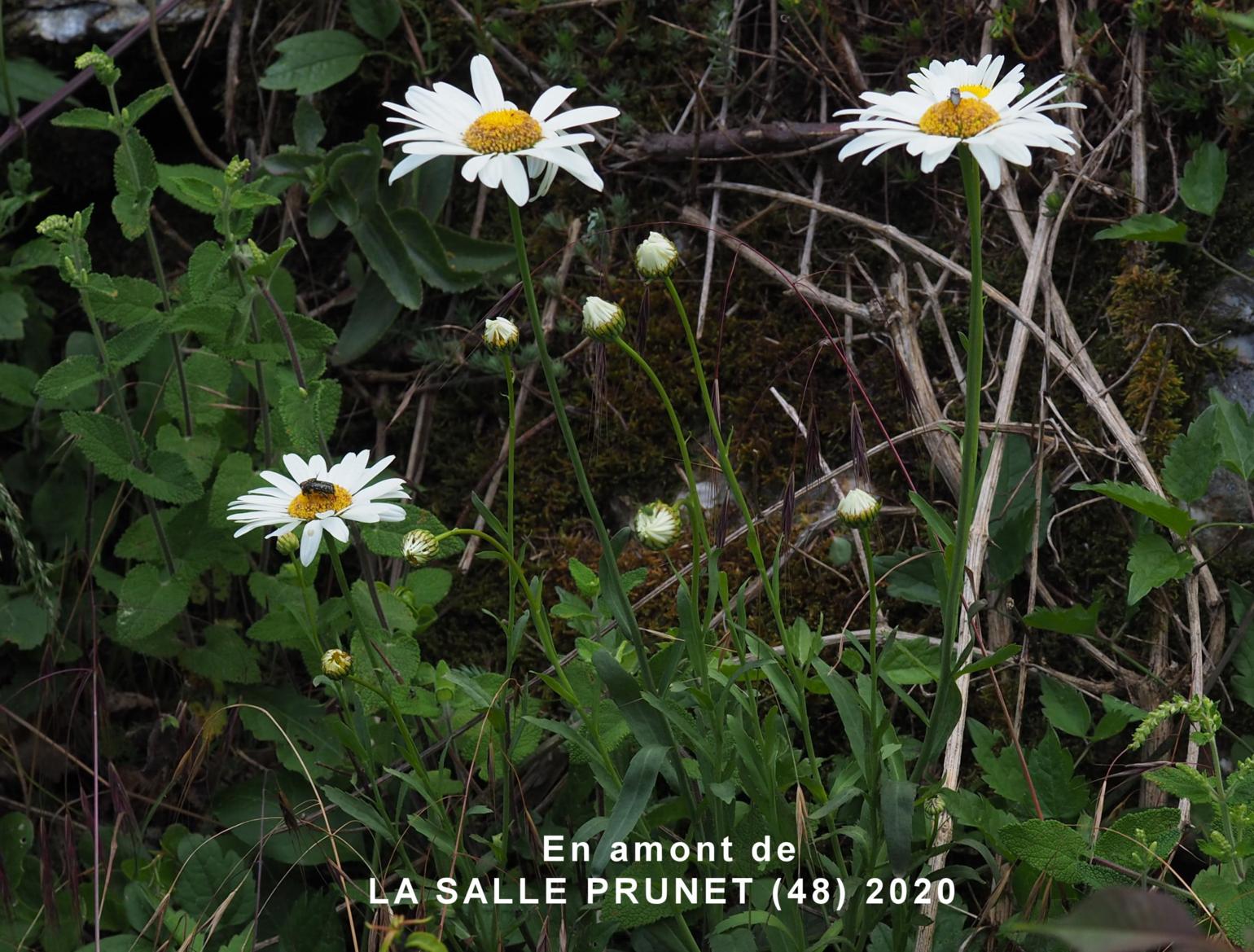 Ox-eye daisy, (bluish)